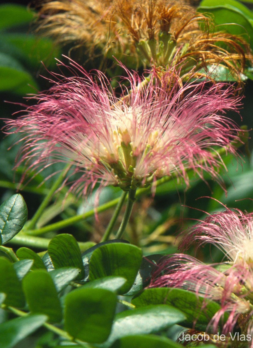 Samanea saman (Jacq.) Merr.